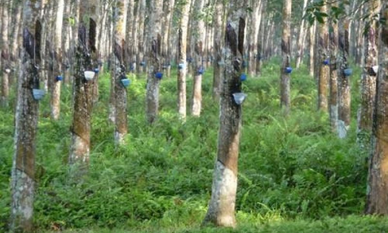 HEVECAM SA , pêcheur en eaux troubles HEVECAM SA , pêcheur en eaux troubles
