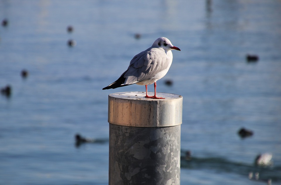 Cinq secrets sur la façon d’être le « plus grand perdant »!