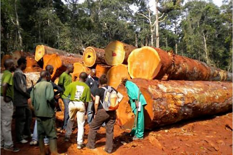 Exploitation forestière au Cameroun : Un nouveau système pour contrôler le marché du bois