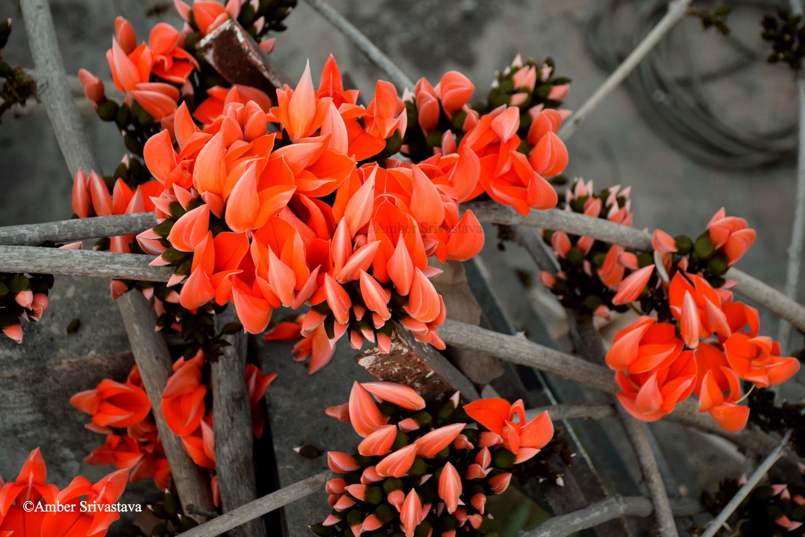 Butea Superba soutient la capacité érectile de l’homme – rapidement et facilement !