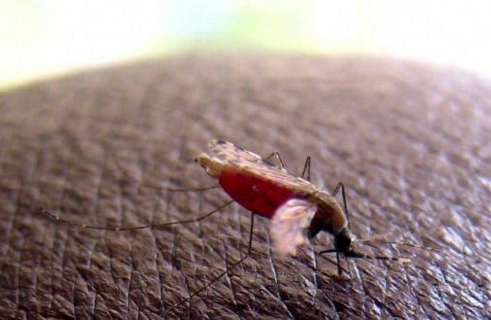 Cap-Vert : 232 cas confirmés de dengue enregistrés depuis novembre