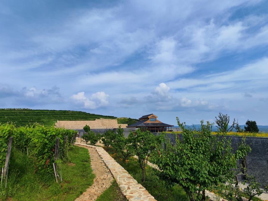Le vin de Penglai séduit de plus en plus les Chinois