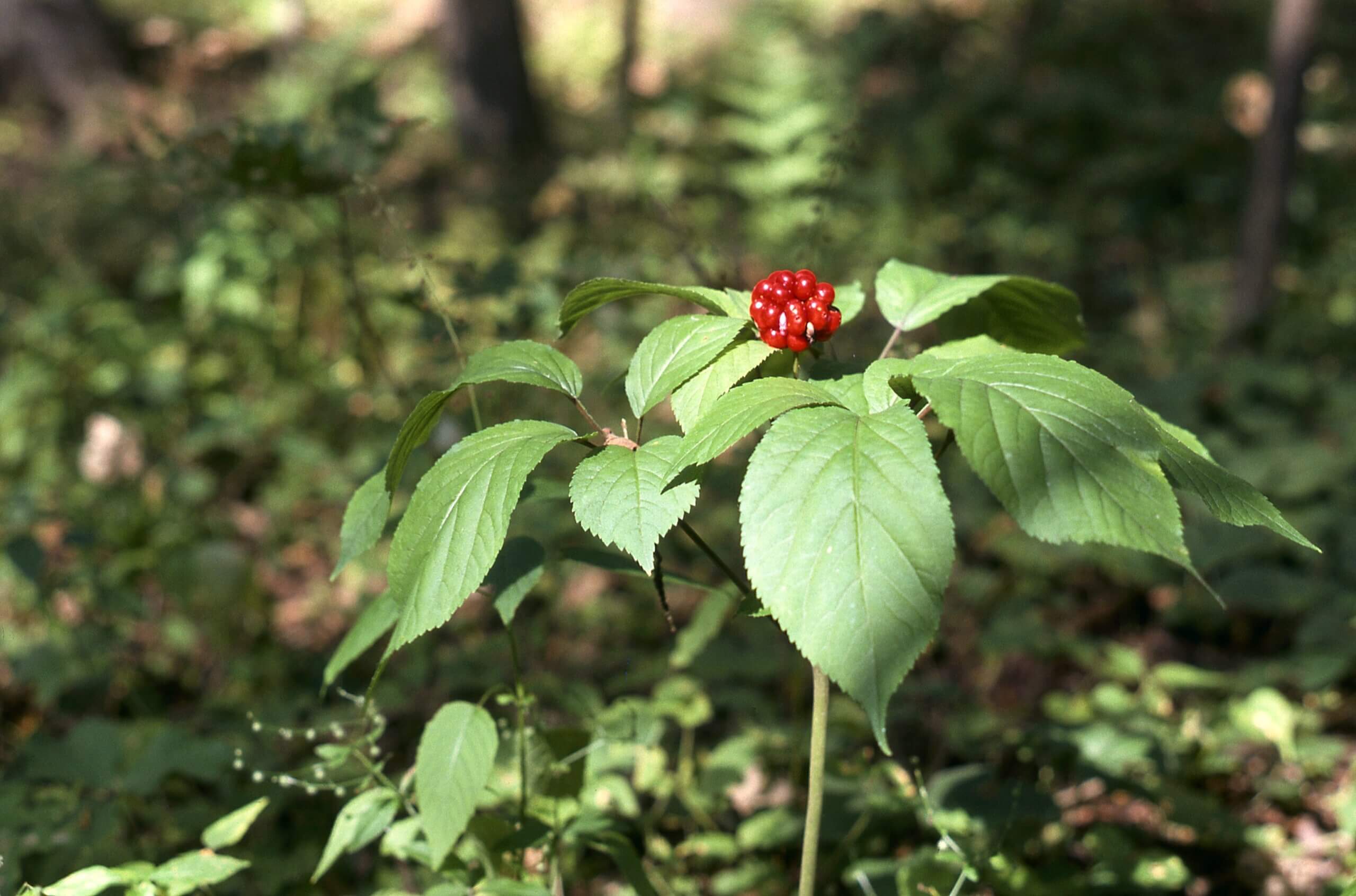 Le ginseng américain Panax quinquefolius
