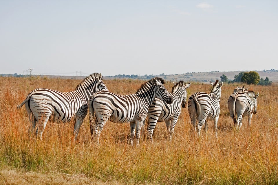 Best places for the African Safari