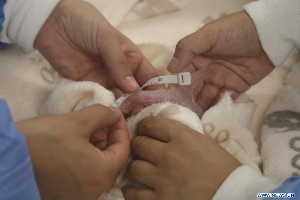 Le panda géant Meng Meng donne naissance à des jumeaux au zoo de Berlin