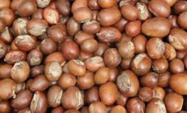 Burkina Faso : suspension nationale des exportations d’amandes de karité