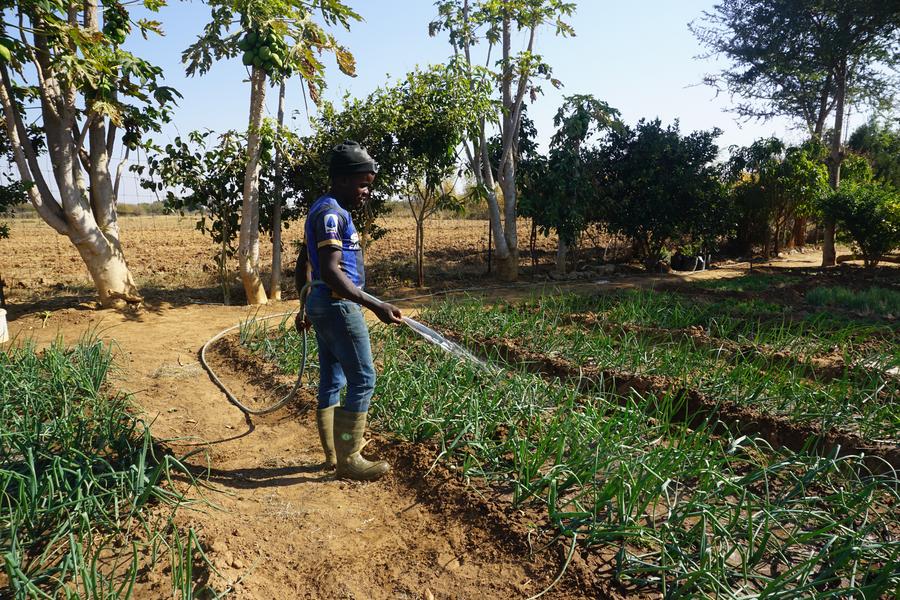(Multimédia) Des terres noires au plateau tropical : la coopération sino-zambienne en technique agricole fait fructifier les semences de l’espoir