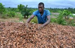 Côte d’Ivoire : hausse du prix d’achat du cacao aux producteurs Côte d’Ivoire : hausse du prix d’achat du cacao aux producteurs