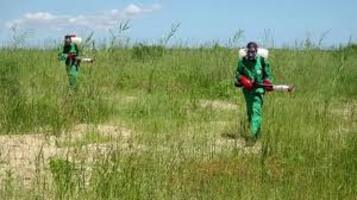 Madagascar : 600.000 hectares de terrain à traiter dans le cadre de la lutte antiacridienne en 2025