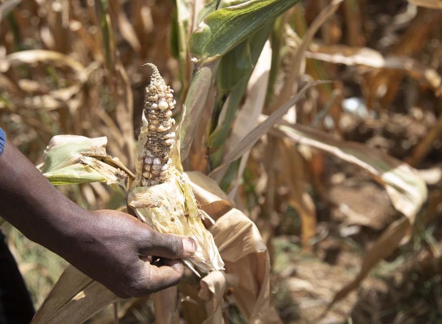 (Multimédia) Des ministres africains de l’Agriculture se réunissent au Kenya pour répondre au péril acridien