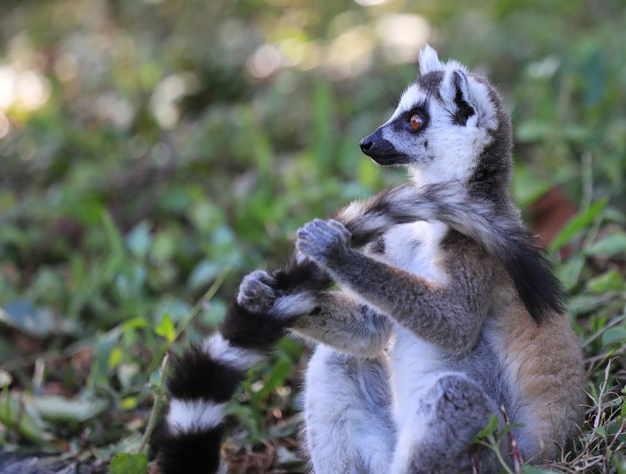 (Multimédia) Madagascar rapatrie des lémuriens saisis en Thaïlande